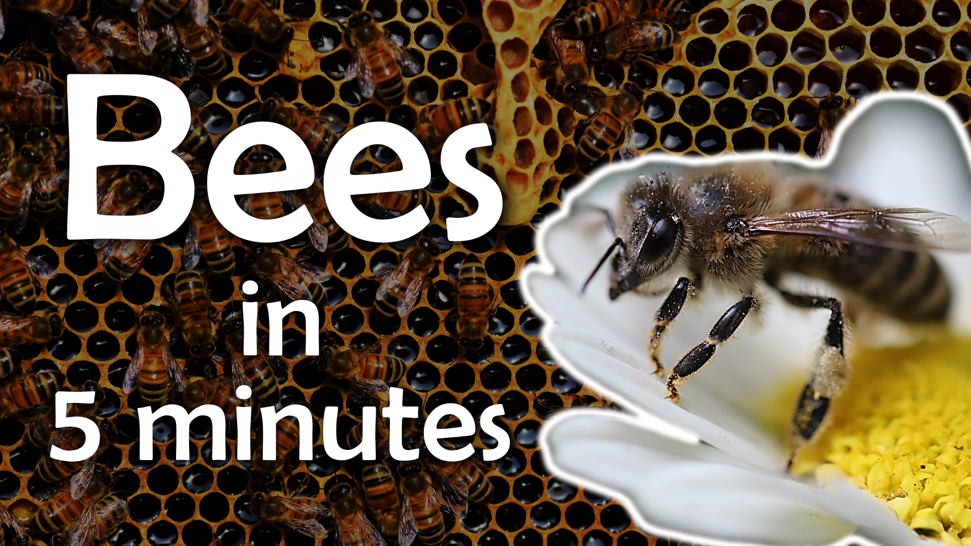 Learn about bees quickly
